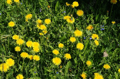glade with dandelions