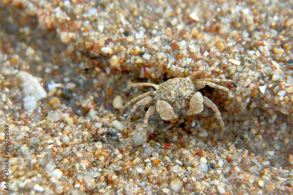 crab on the beach