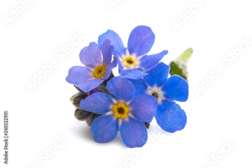 forget-me-not isolated © ksena32
