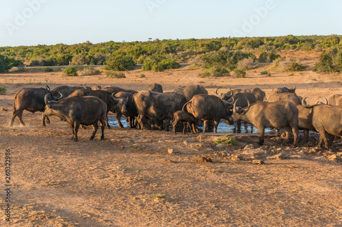 Herd of wild buffaloes at waterhole in Africa