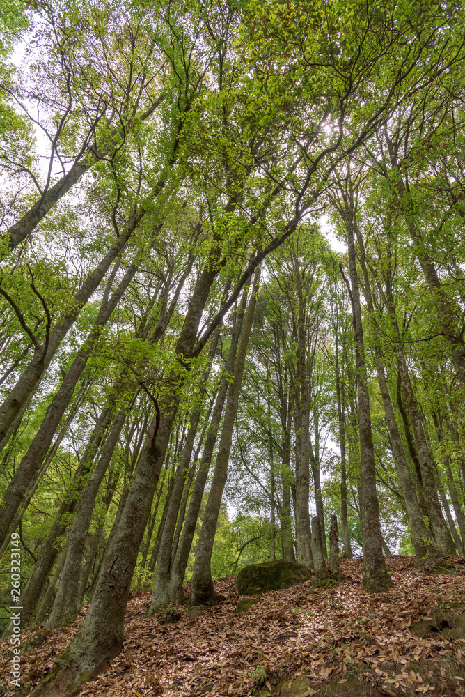 Fototapeta premium Bosque 4