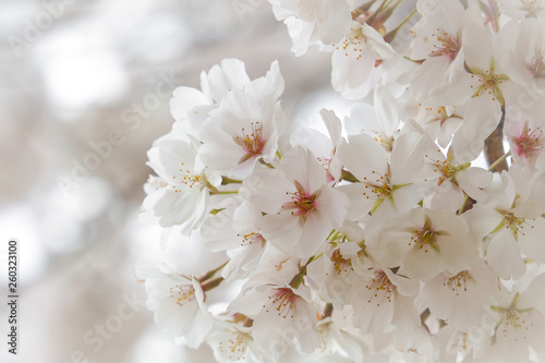 Cherry blossoms with beautiful blurred out background light streaming through