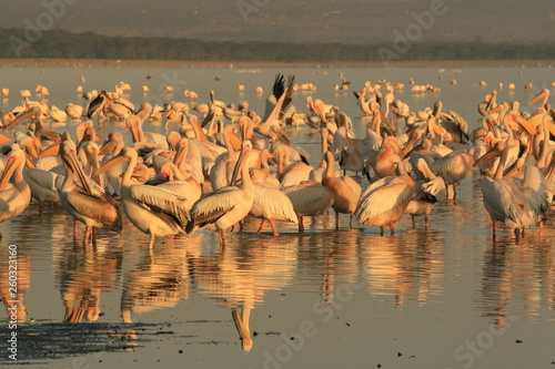 Group of pelicans ,Pelecanus, on the lake Nakuru. Sunrise morning. Kenya. Africa