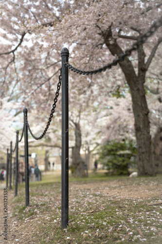 Cherry tree blossom walk along the tidal basin, path, close to ground angle.