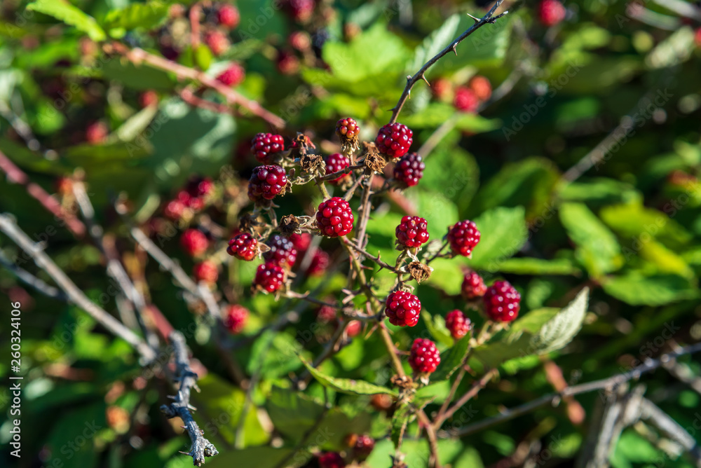 Obraz premium Blackberries and raspberries in a branch