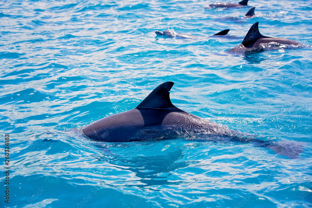 Fototapeta premium Flipper dolphins in the open ocean