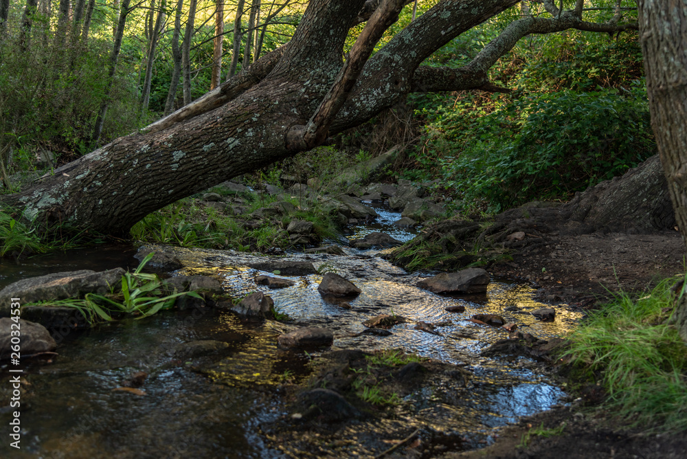 Obraz premium Small waterfall or cascade captured near the water surface full of rocks and plants