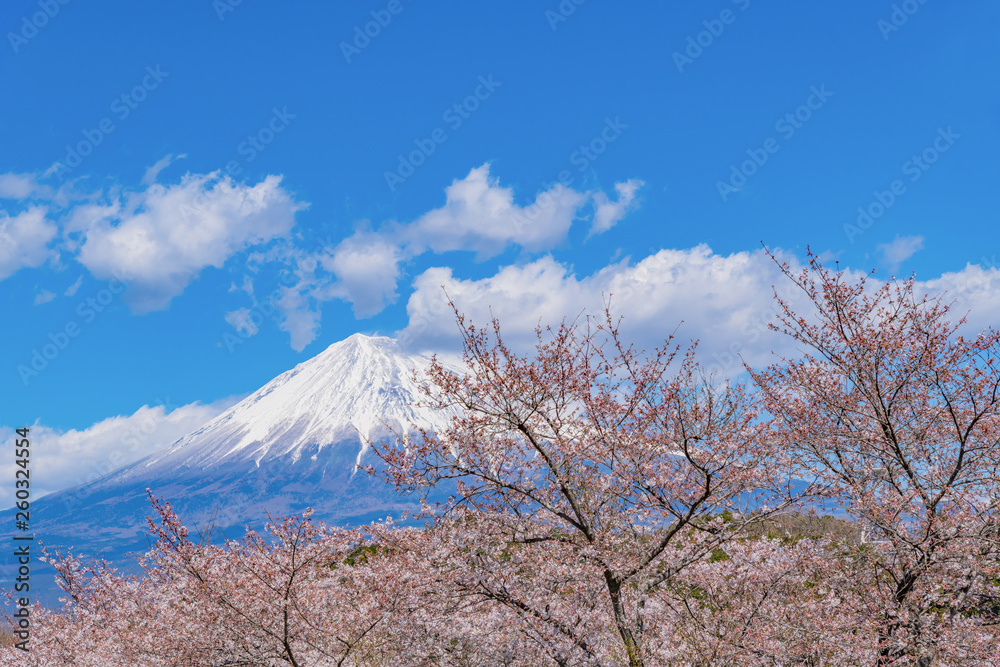 静岡県富士市 岩本山公園の桜と富士山 静岡県富士市 岩本山公園の桜と富士山