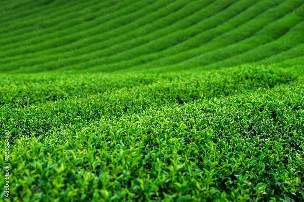 tea plantation bush