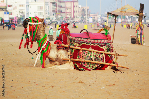 decorated camel on the sea beach