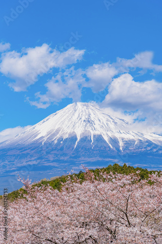 静岡県富士市 岩本山公園の桜と富士山