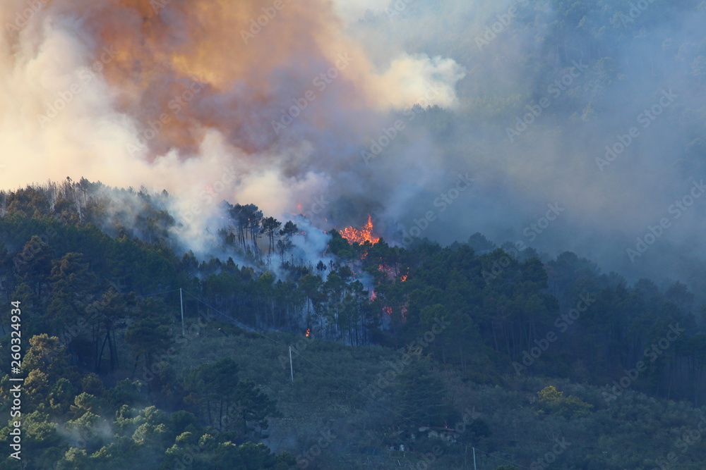 Fototapeta premium the forests of the Pisan mountains on fire