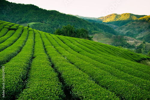 Tea Plantation