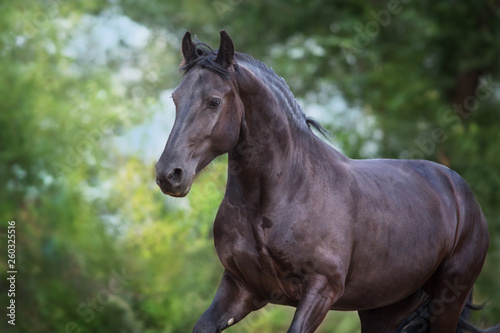 Beautiful frisian horse close up portrait on dark background