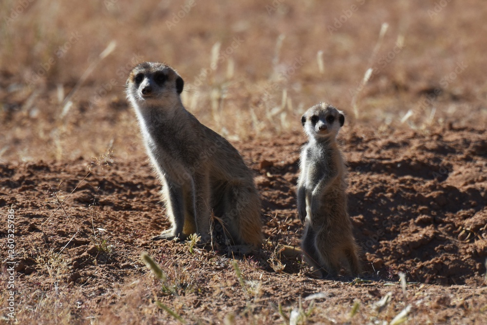 Fototapeta premium Erdmännchen (suricata suricatta) im Kgalagadi Transfrontier Park