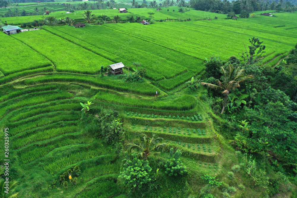 Aerial view of lonely house in Jatiluwih rice terraces. Bali, Indonesia.