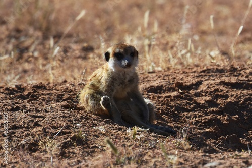 Erdmännchen (suricata suricatta) im Kgalagadi Transfrontier Park photo