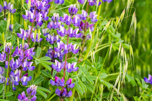 Silver Lupine (Lupinus albifrons) wildflowers blooming in south San Francisco bay area, San Jose, California
