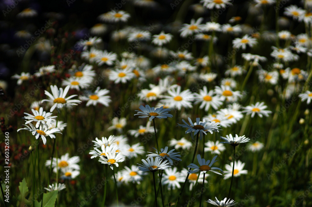 field of daisies