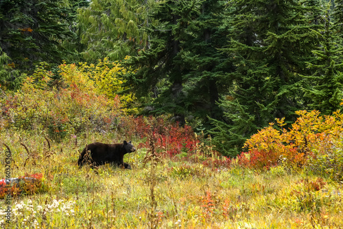 Mother black bear walking through the forest in autumn in Mount Rainier National Park