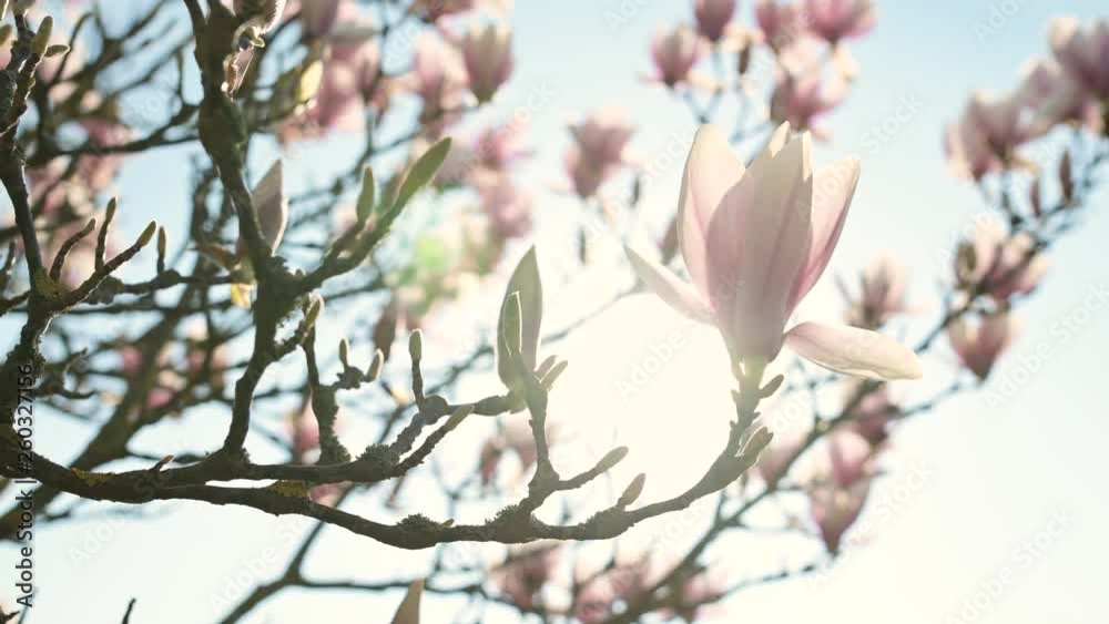 Magnolia X soulangeana, Magnolie Baum, Tulpenbaum im Abendlicht Magnolia X soulangeana, Magnolie Baum, Tulpenbaum im Abendlicht
