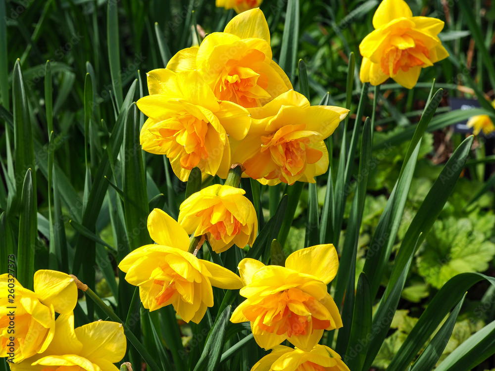 Lovely double daffodils in a spring garden closeup Lovely double daffodils in a spring garden closeup