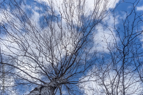 tree in sky