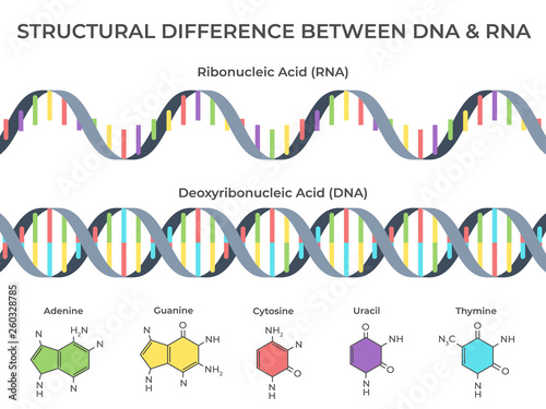 Infographic DNA and RNA spiral. Ribonucleic vs deoxyribonucleic acid structure, genetic structure and scientific vector illustration photo