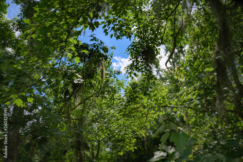 A Canopy of Green Trees In A Forest Looking Onto A Blue Sky With White Clouds