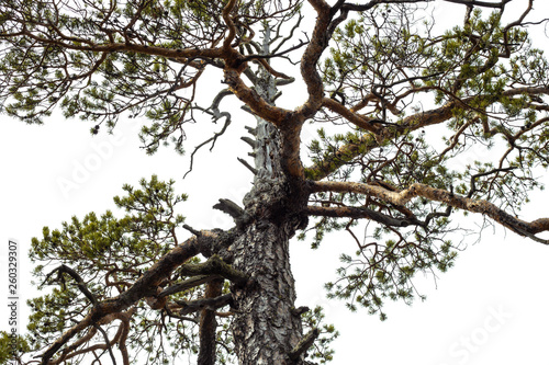 the curves of the pine branches
