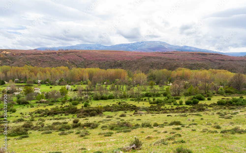 Paisaje Primaveral con valle verde, arboles de diversas especies, arbustos de flores blancas, y vegetacion  variada. Colina con brezos purpura y montaña con restos de nieve al fondo