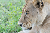 Portrait Lion in Africa