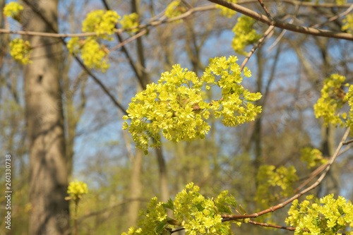 ulmenblüte