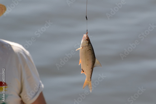 Little fish hanging on the hook