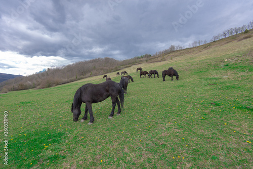troupeau de chevaux 2 © jeanmarie
