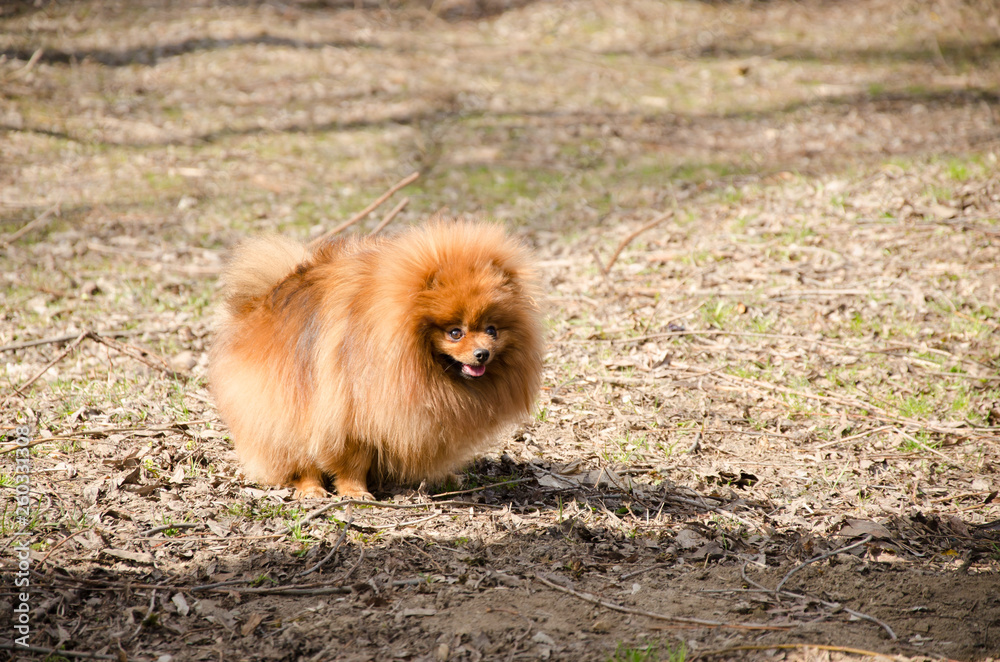 Cute friendly spitz dog walking in spring park