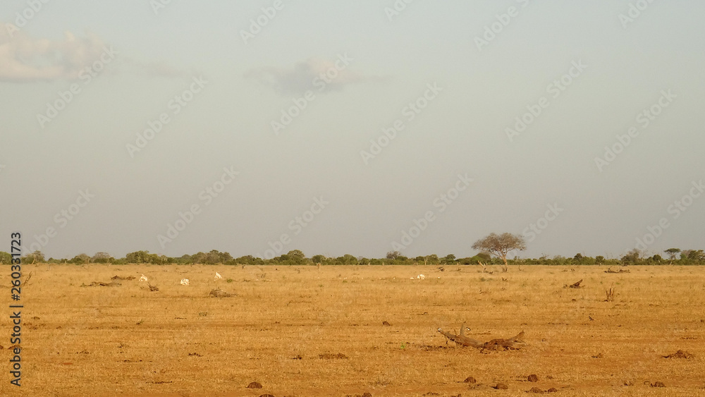 savanna Field in summer season