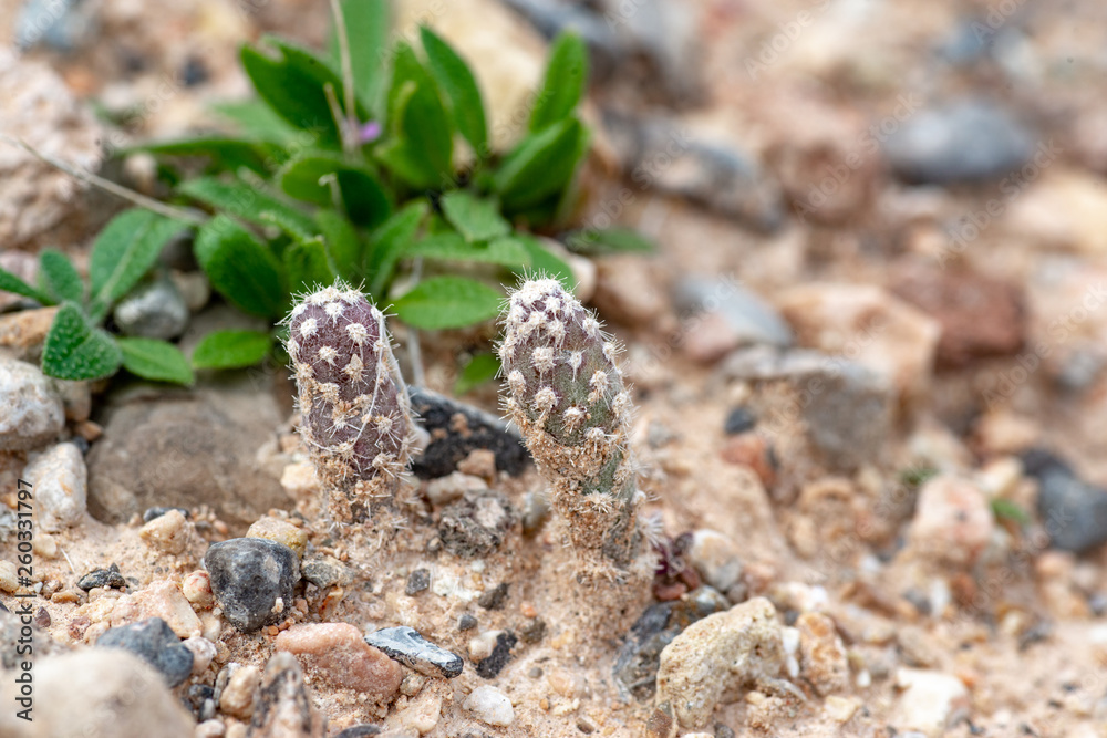 Beavertail Cactus Seedling - Opuntia basilaris. Two small growing cacti sprouts signal the coming of spring. Beavertail Cactus Seedling - Opuntia basilaris. Two small growing cacti sprouts signal the coming of spring.