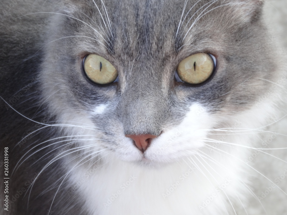 Norwegian forest cat gray and white color