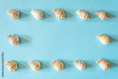 Frame of beautiful seashells on a blue background. Mollusk seashell texture.