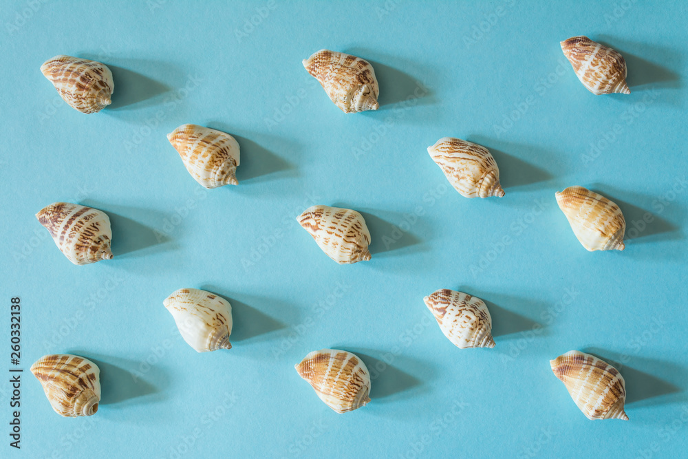 Beautiful seashells on a blue background. Mollusk seashell texture. Beautiful seashells on a blue background. Mollusk seashell texture.