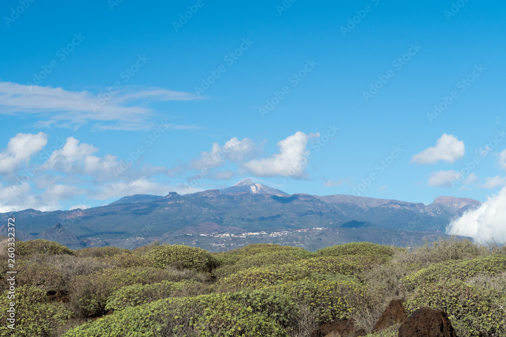 Beautiful lush green cactus succulents landscape with dry and rough volcanic hills (mount Teide) of Tenerife Island, Canary, Spain, Europe. Shot against a blue sky.