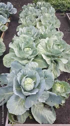 cabbage harvest
