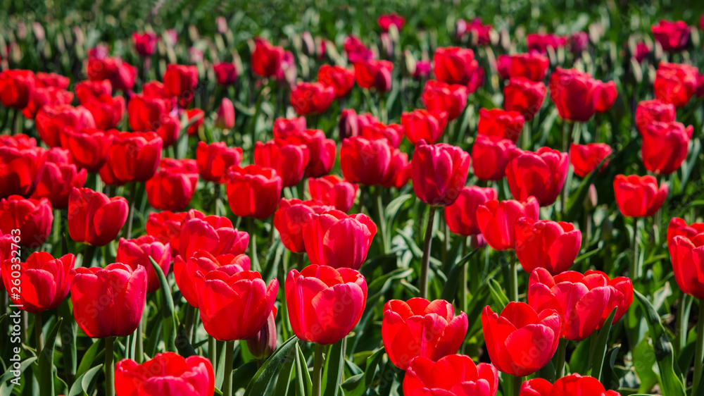 Glade with red tulips