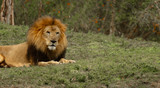 Male Lion Laying Down in the Grass