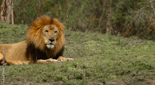 Male Lion Laying Down in the Grass