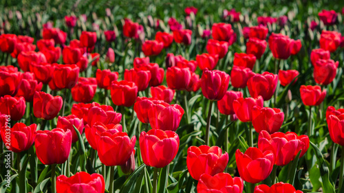 Glade with red tulips