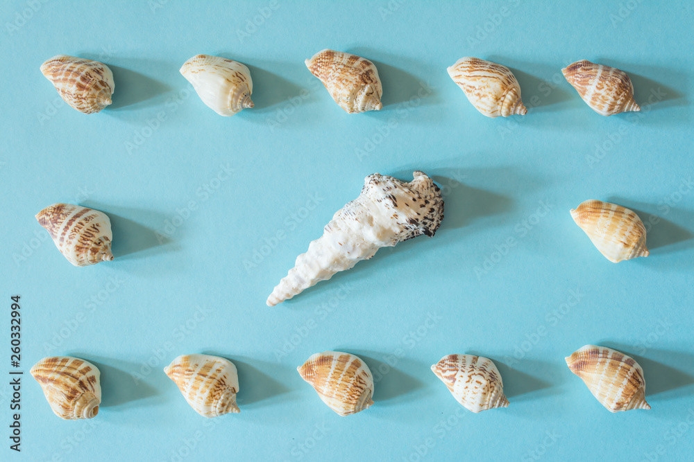 Frame of beautiful different seashells on a blue background. Mollusk seashell texture. Frame of beautiful different seashells on a blue background. Mollusk seashell texture.