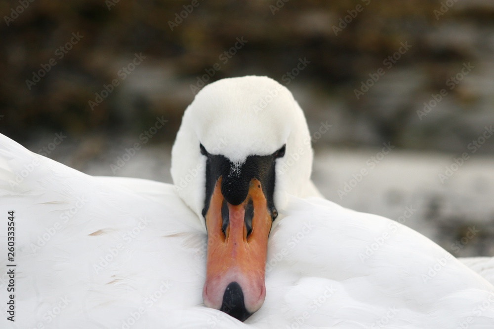 Obraz premium Łabędż