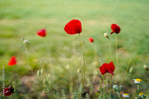 background, red, green, nature, poppies, field, space, poppy, sunrise, flower, sky, sunset, beautiful, light, grass, landscape, flowers, beauty, summer, white, bright, plant, floral, spring, sun © Aydan